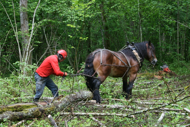 Des chevaux pour entretenir les forêts du CERN