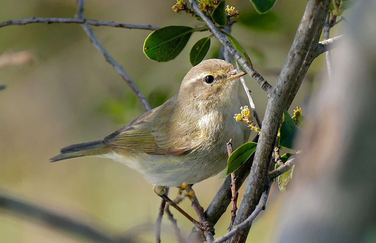 Common chiffchaff