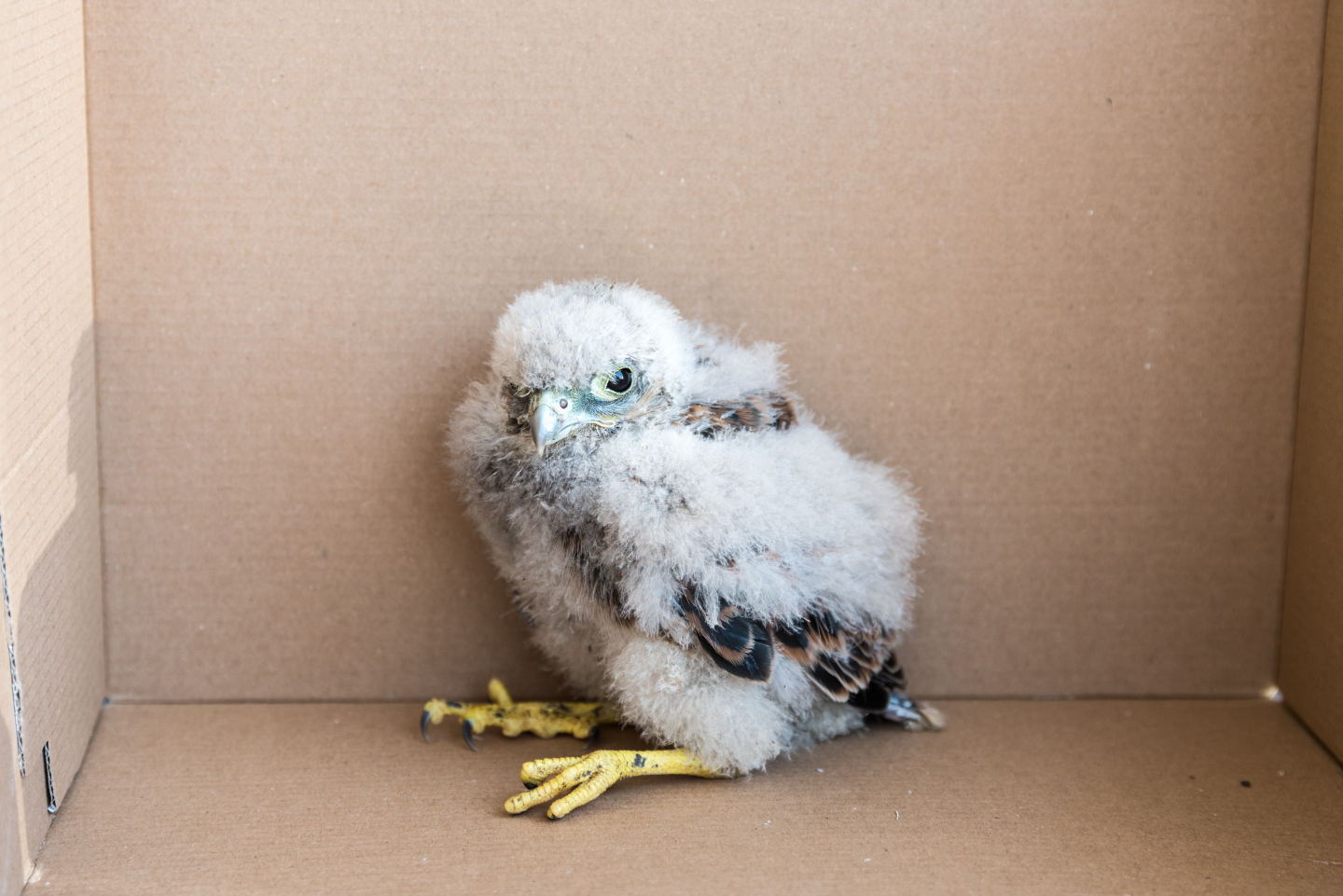 Baby Falcon Rescued On Cern Site Cern