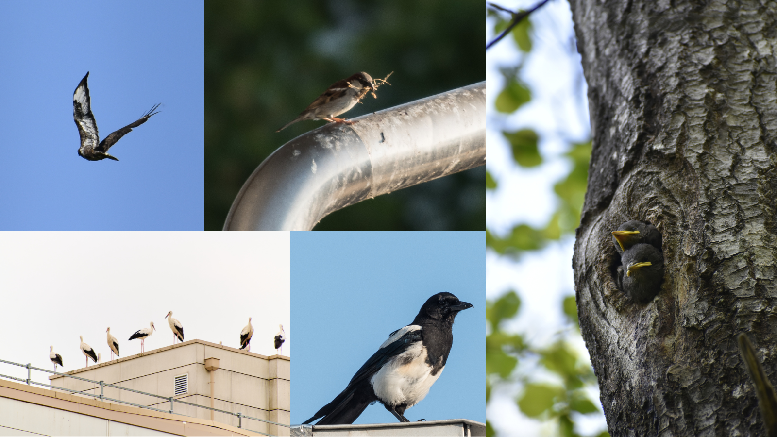 Biodiversity project takes flight