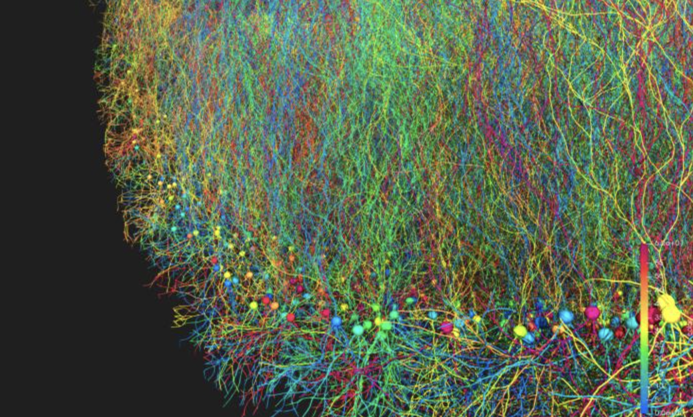 La plateforme de modélisation BioDynaMo accélère la simulation biologique