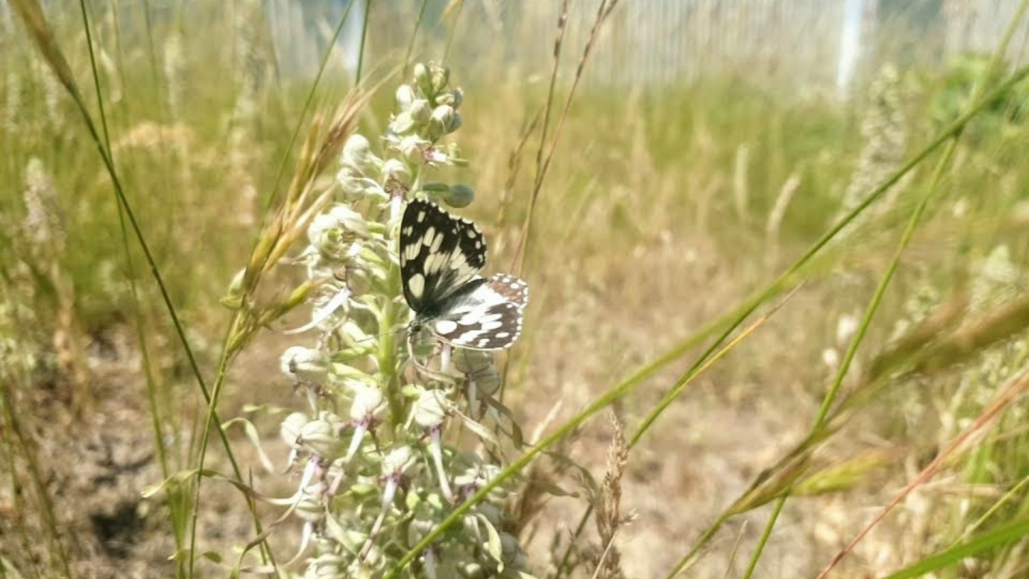 Environmental awareness: exploring CERN’s biodiversity