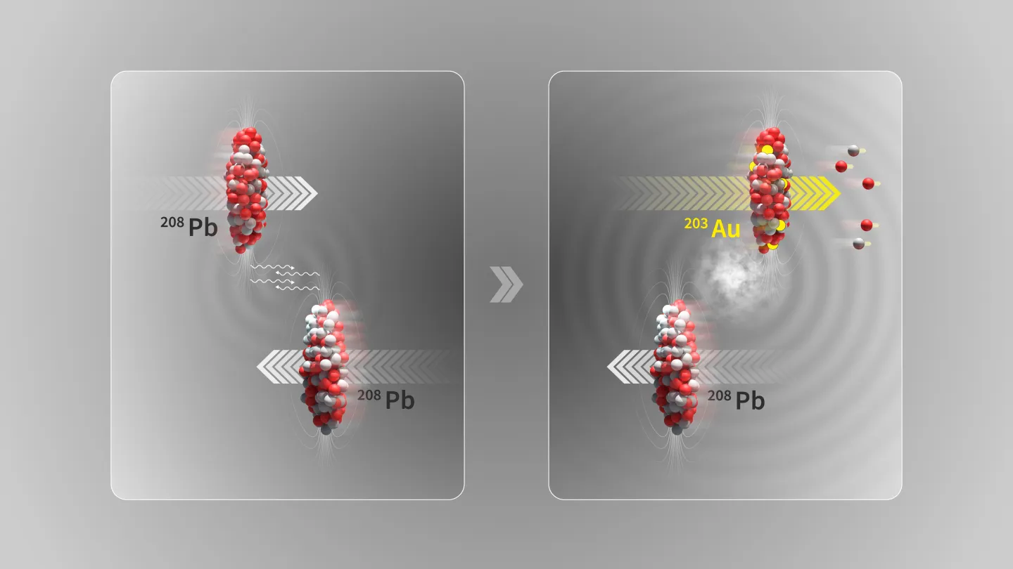 Illustration d’une collision ultrapériphérique où deux faisceaux d’ions plomb (208Pb) au LHC passent à proximité l’un de l’autre sans entrer en collision. Au cours du processus de dissociation électromagnétique, un photon interagissant avec un noyau peut entraîner des oscillations de la structure interne de celui-ci, ce qui aboutit à l’éjection d’un petit nombre de neutrons (deux) et de protons (trois), produisant un noyau d’or (203Au) (Image : CERN)