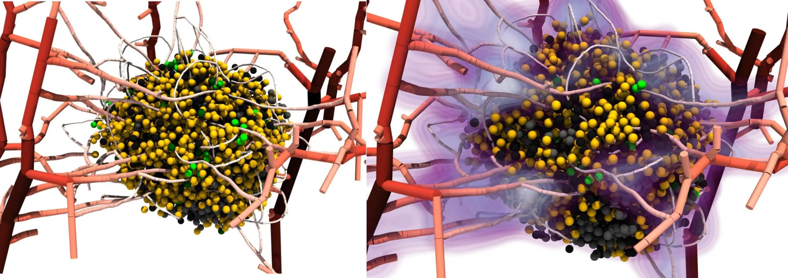 BioDynaMo : un logiciel de pointe pour la lutte contre le cancer