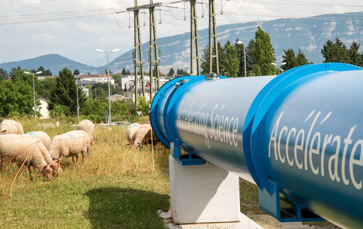 CERN scientists find evidence of quantum entanglement in sheep