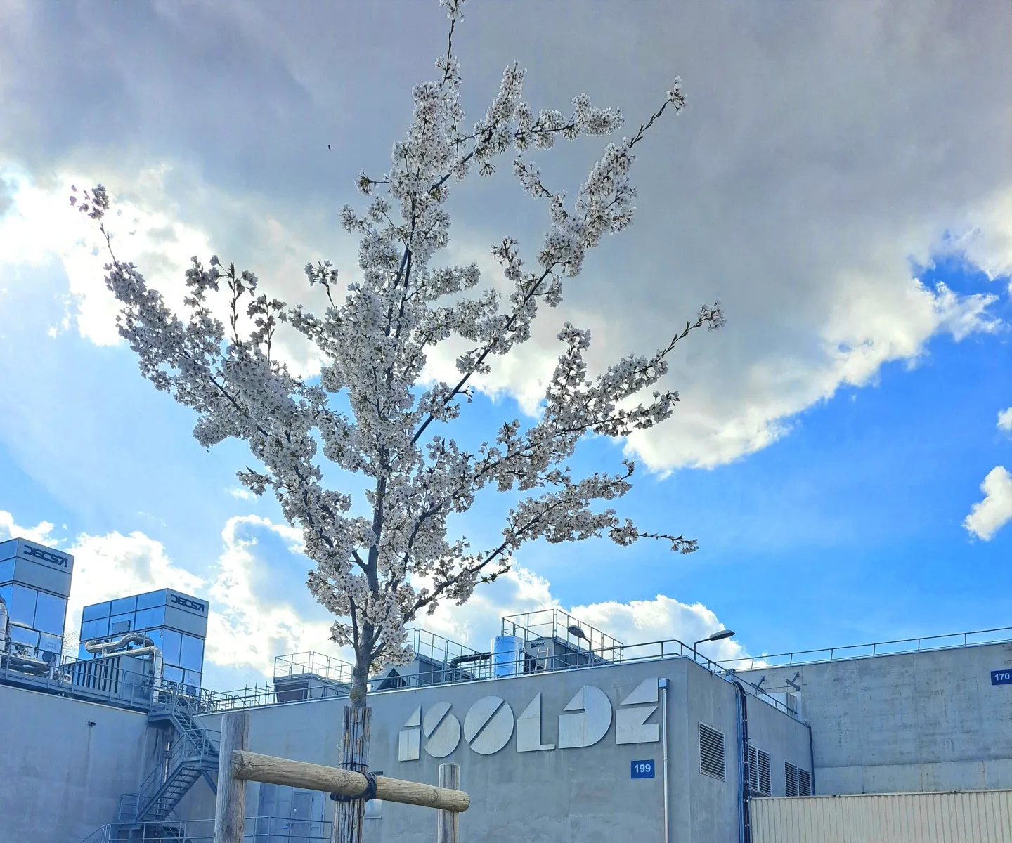 blossom tree in front of the ISOLDE building at CERN